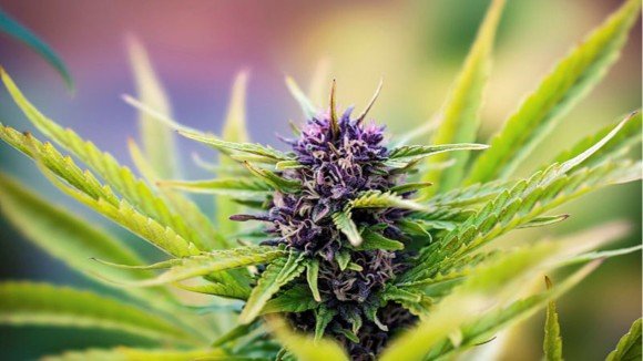 Cannabis sativa
